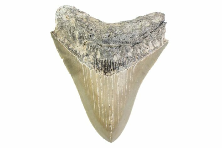 Serrated, Fossil Megalodon Tooth - North Carolina #373163